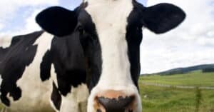 cows category image