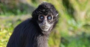 exotic category image