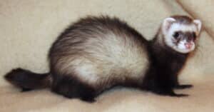 ferret category image