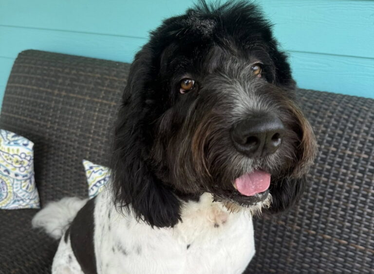 furfighter03 768x563