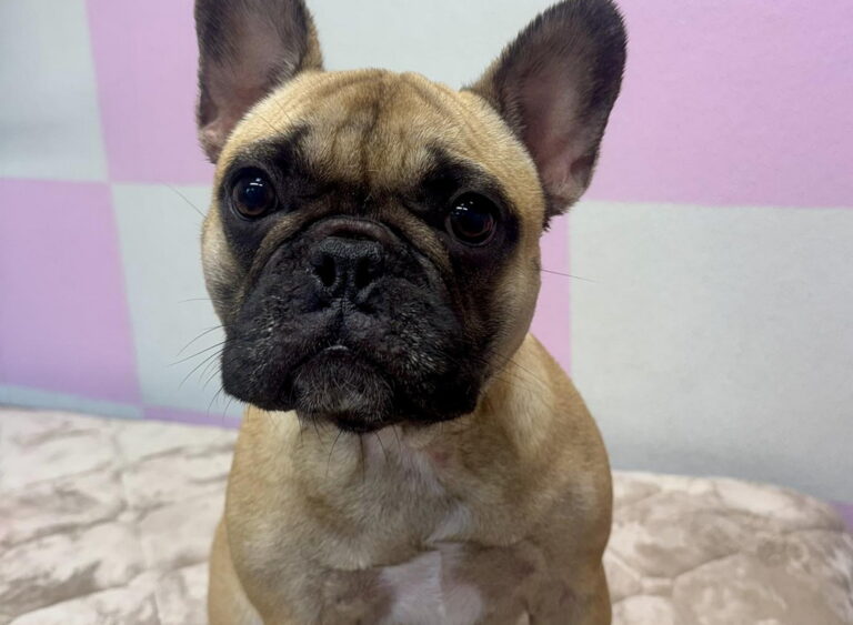 furfighter04 768x563