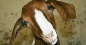 goat category image