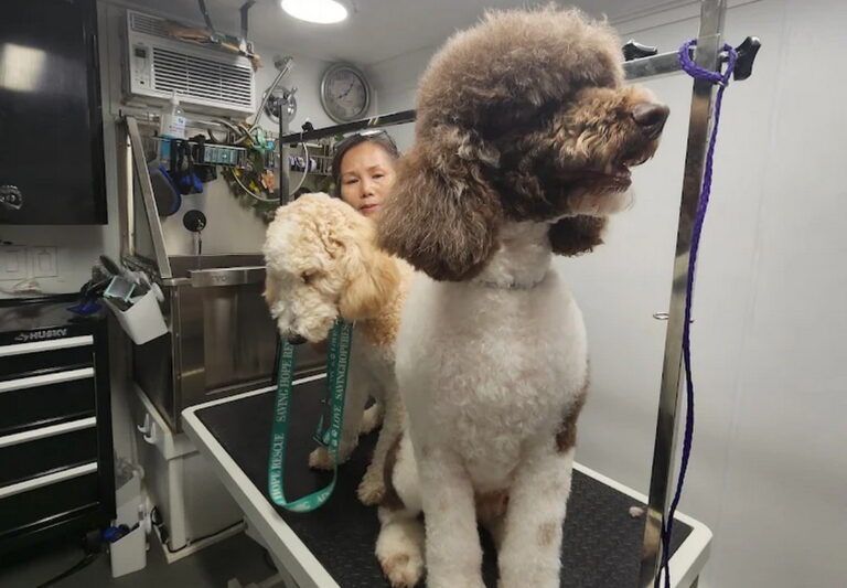 grooming2u 04 768x533