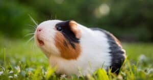 guinea pig category image