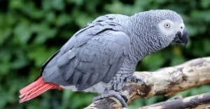 birds category image