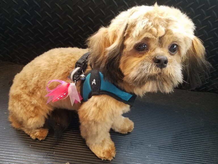 pet degree 02 768x576