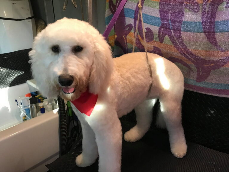 pet degree 03 768x576