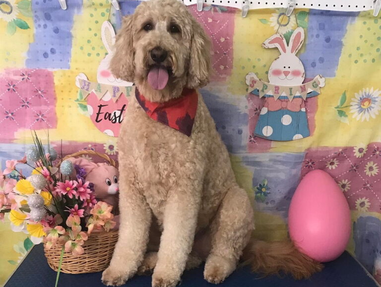 pet degree 04 768x578