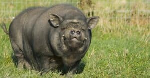 potbelly pig category image