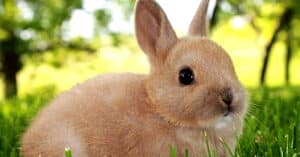 rabbit category image