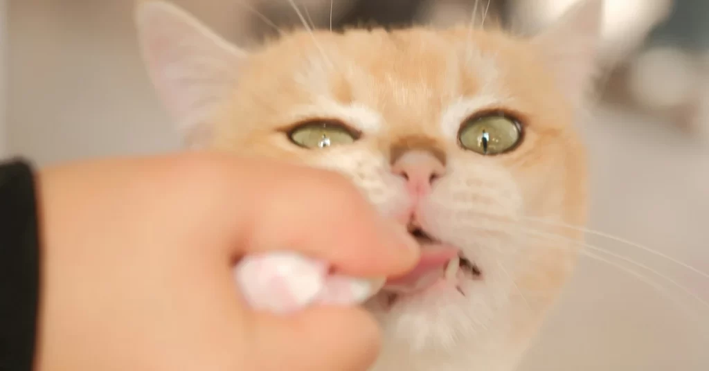 cat grooming and dental hygiene