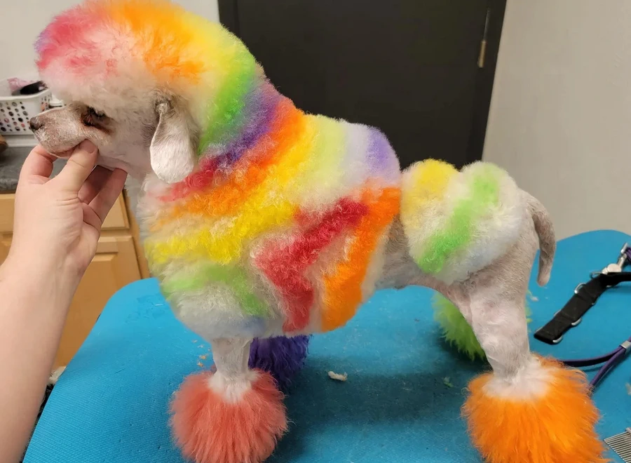 creative grooming being shown by fancy poodle