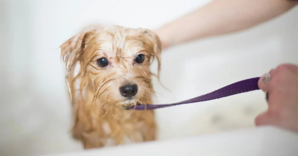 dog grooming frequency