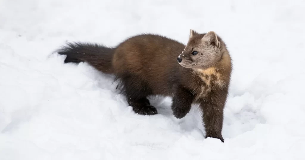 walking in the snow preparing for ferret grooming