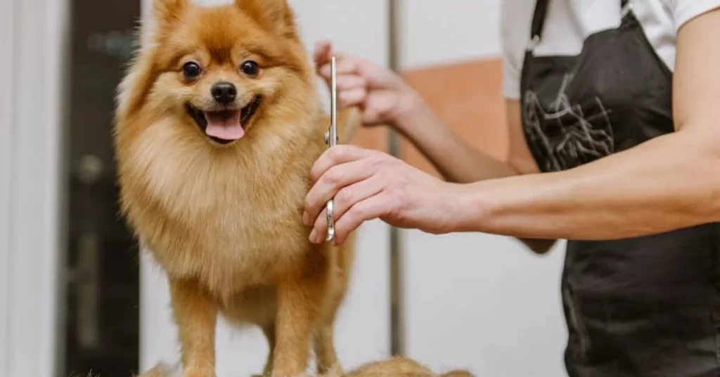 dog grooming basics