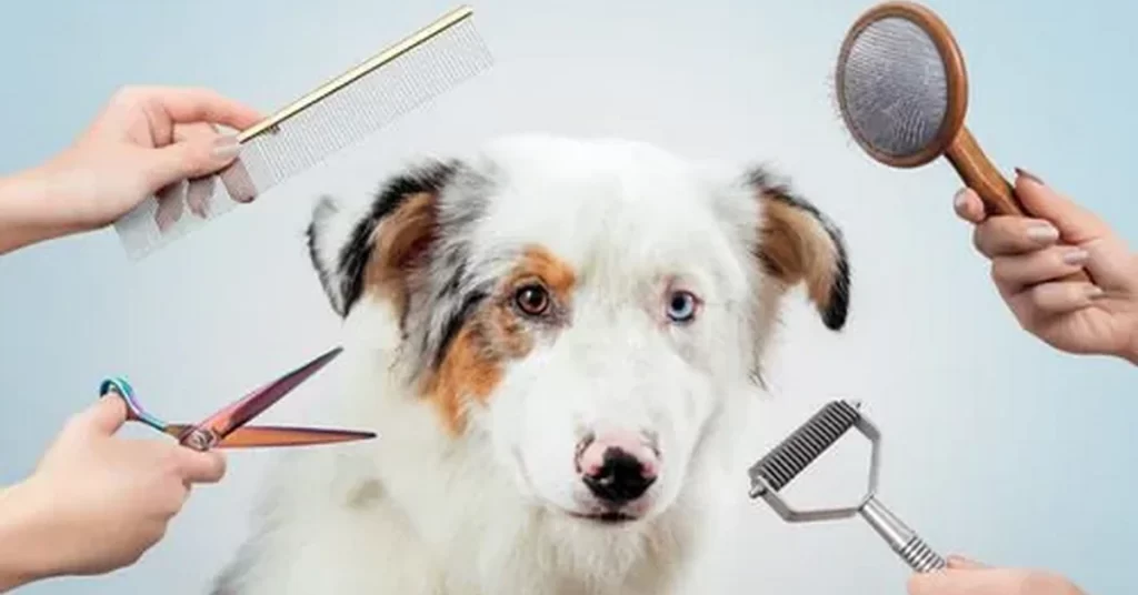 pet grooming resources