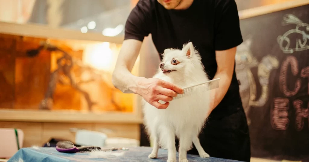 opening pet grooming business