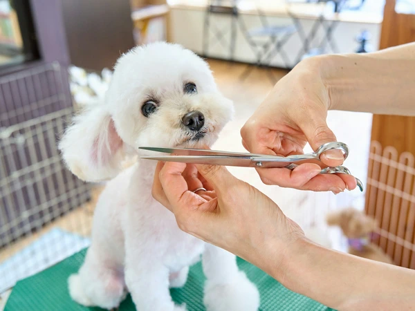 puppy grooming