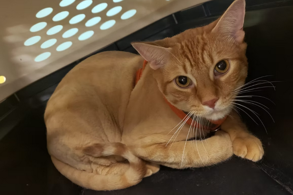 Screenshot 2026 01 14 095205