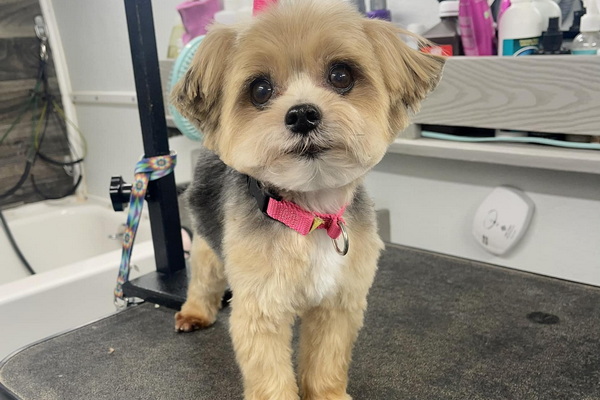 Bayside Mobile Pet Grooming 2