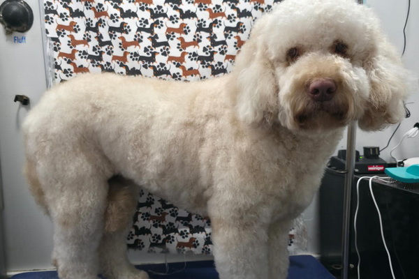 Cals Pals Mobile Dog Grooming 2