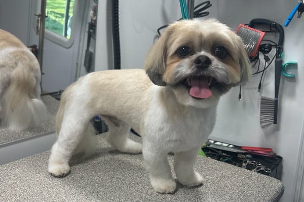 ComFurrt Paws Mobile Pet Parlor 2