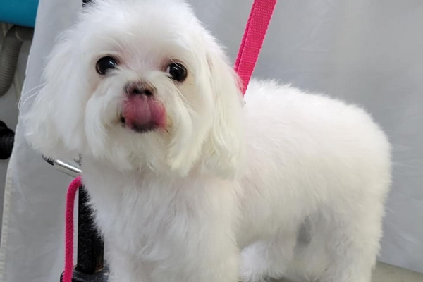 Doggy Styles Mobile Grooming 2