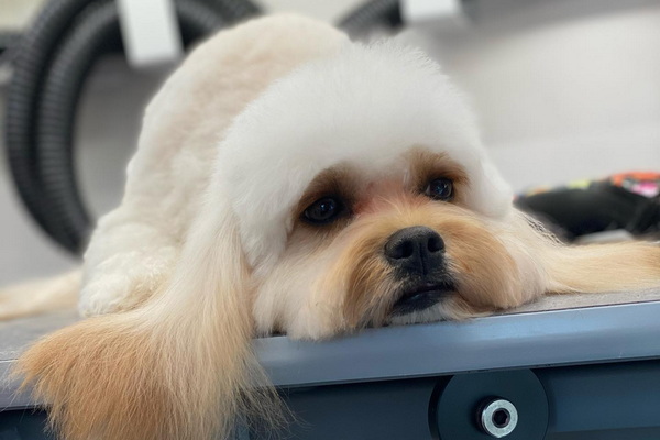 Emi Pet Mobile Grooming 2