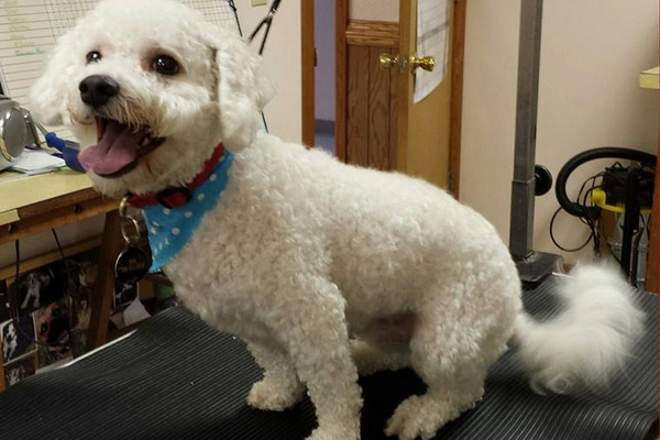 For The Love Of Paws Mobile Pet Grooming 2