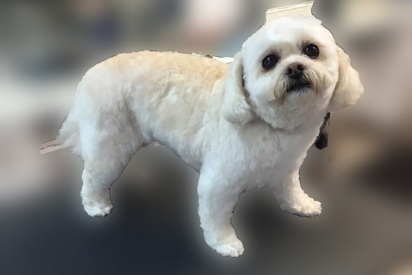 Freshcuts Salon Mobile Dog Grooming 2