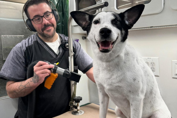 On Point Mobile Pet Grooming 2