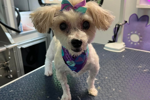 Oodles Mobile Grooming 2