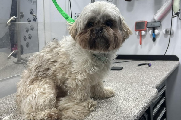 Polished Paws Mobile Dog Grooming 2