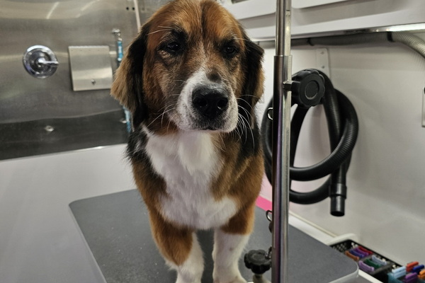 Slones Mobile Grooming 2