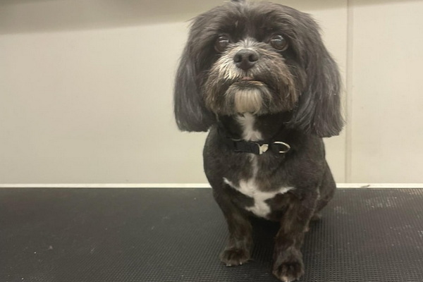 Spot Less Mobile Dog Grooming 2