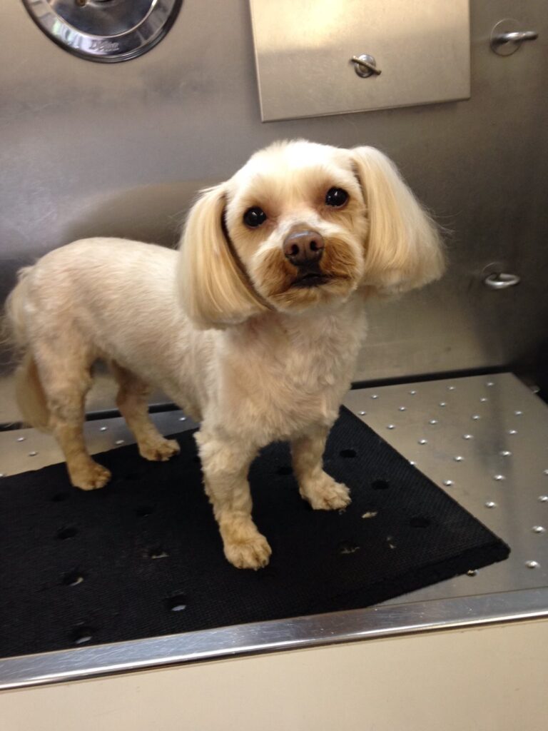 house call 2 768x1024