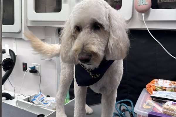 4 Pawz Mobile Spa 2