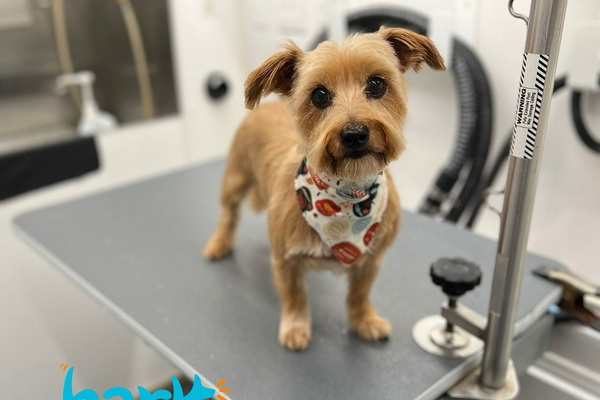 Bark Out Loud Mobile Grooming 2