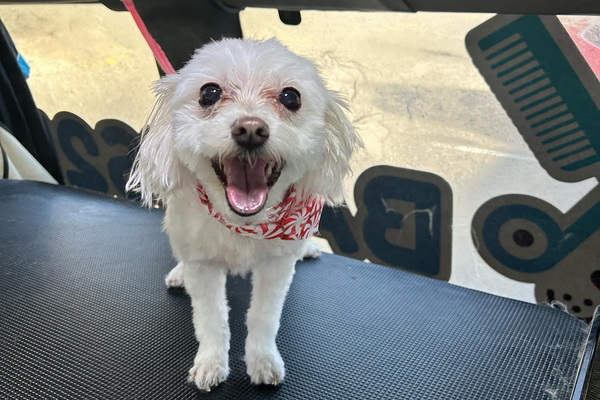 Barks2Bows Mobile Pet Grooming 1