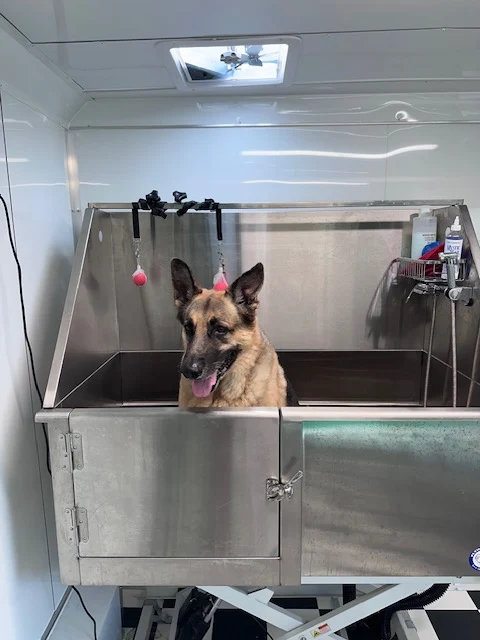 Big Dogz Mobile Grooming 1