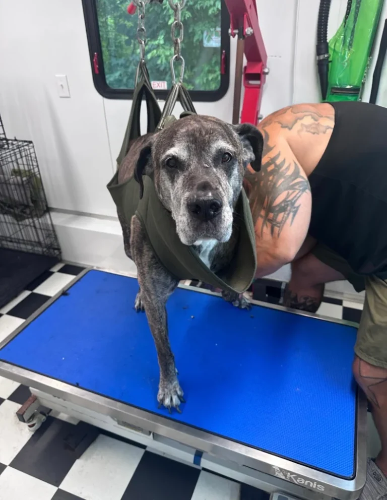 Big Dogz Mobile Grooming 2 768x992