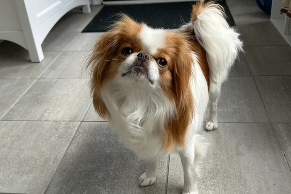 Bubbles N Bones Mobile Pet Grooming 2