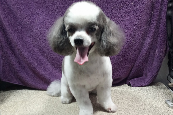 Dippity Do Dog Mobile Pet Spa 2