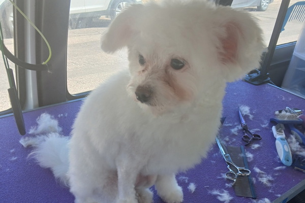 Dog Darn Cute Mobile Grooming 2