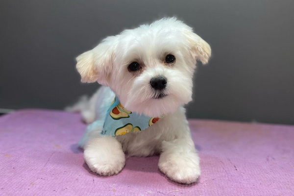 Dog Savvy Mobile Grooming Inc 2
