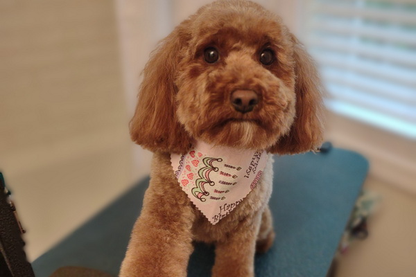 Doggie DTails 2