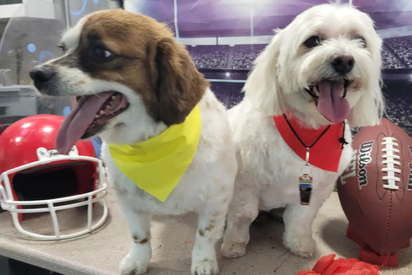 Doggies By Dannie 1