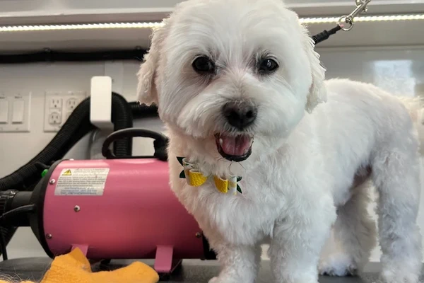 Dogs Bollocks Mobile Pet Grooming 2
