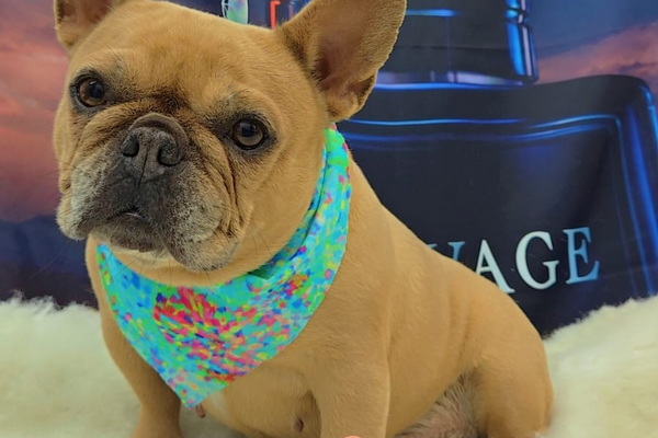 Dolce Couture Mobile Pet Spa 2