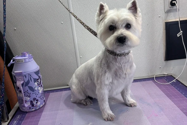 Elite Mobile Grooming 2